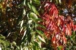 DSCF7902