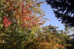 DSCF7904