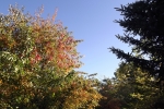 DSCF7911