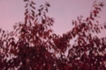DSCF7945