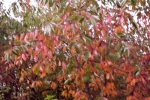 DSCF7953