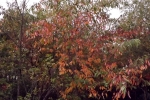 DSCF7954
