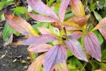 DSCF7995
