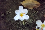 DSCF8008