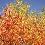 Bunter Herbst 2021